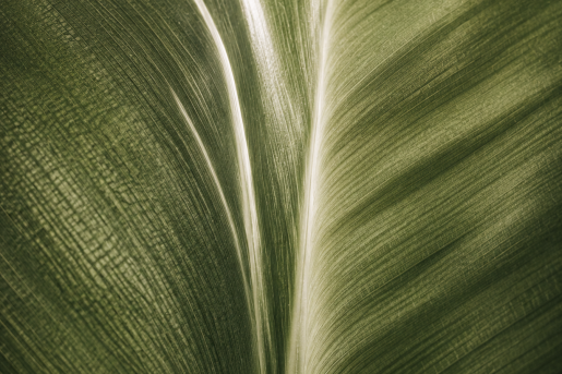 01.Leafe-CloseUp.png